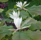 Magnolia tripetala - Schirm-Magnolie Pflanze-/Baum