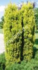Taxus baccata fastigiata 'Aurea' - Gelbe Säulen-Eibe Pflanze