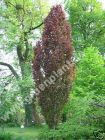 Fagus sylvatica 'Dawyck Purple' - Säulen-Blutbuchen Baum