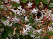 Abelia grandiflora - Groblumige Abelie Pflanze