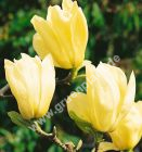 Magnolia 'Yellow River' - Gelbe Magnolie Pflanze-/Baum