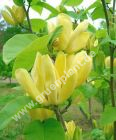 Magnolia 'Daphne' - Gelbe Magnolie Pflanze-/Baum