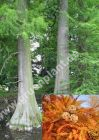 Taxodium distichum - Sumpfzypresse Baum