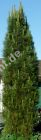 Pinus nigra 'Fastigiata' - Säulen-Schwarzkiefer Baum
