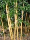 Phyllostachys vivax 'Aureocaulis' - Zauber-Bambus Pflanze