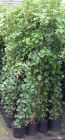 Hedera helix - Gemeiner Efeu Pflanze