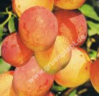Prunus 'Aprimira' - Aprikosenmirabellen Baum