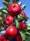 Malus domestica - Sulen-Apfel Baum 'Red River'