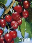 Prunus avium - Säulen-Süßkirschen Baum 'Sylvia'