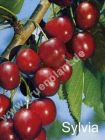 Prunus avium - Sulen-Skirschen Baum 'Sylvia'