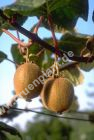 Actinidia chinensis 'Jenny' - Kiwi/Chinesische Stachelbeere Pflanze
