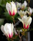 Magnolia 'Sunrise' - Zweifarbige Magnolie Pflanze-/Baum