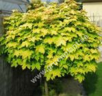 Acer platanoides 'Golden Globe' - Gold Kugel-Ahorn Baum