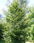 Carpinus betulus - Hainbuche Hecke-/Pflanze-/Baum