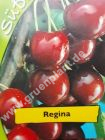 Prunus avium - Duo-Süßkirschen Baum 'Regina' und 'Burlat'