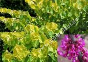 Cercis canadensis 'Hearth of Gold' - Gold Judasbaum