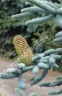 Abies procera 'Glauca' - Blauer-Silbertannen Baum