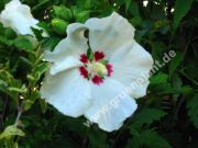 Hibiscus syriacus 'Red Heart' - Garten-/Strauch-Eibisch Pflanze