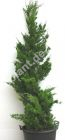 Juniperus chinensis 'Kaizuka' - Chinesischer Wacholder Pflanze-/Baum