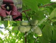 Asimina triloba 'Sunflower' - Paw Paw Indianerbanane Baum