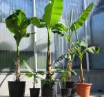 Musa basjoo - Japanische Faserbanane/Bananen Pflanze