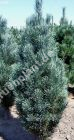 Pinus sylvestris 'Fastigiata' - Säulen-Waldkiefer Baum