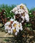 Lagerstroemia indica 'Burgundy Cotton' - Lagerstroemie / Kreppmyrthe
