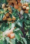 Prunus armeniaca - Säulen-Aprikosen Baum 'Armicol'