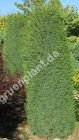 Juniperus communis 'Hibernica' - Irischer Säulen-Wacholder Pflanze-/Baum