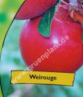 Malus domestica - Apfel Baum 'Weirouge'
