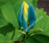 Magnolia acuminata 'Blue Opal' -  Magnolie Pflanze-/Baum