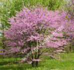 Cercis canadensis - Kanadischer Judasbaum