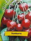 Prunus avium - Duo-Skirschen Baum 'Sunburst' und 'Hedelfinger Risenkirsche'