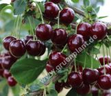 Prunus avium - Sauerkirsche Baum 'Morellenfeuer'