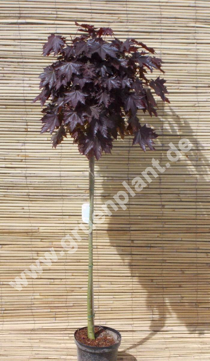 Acer platanoides 'Crimson Sentry' - Roter Kugel-Ahorn Baum -  www.gruenplant.de
