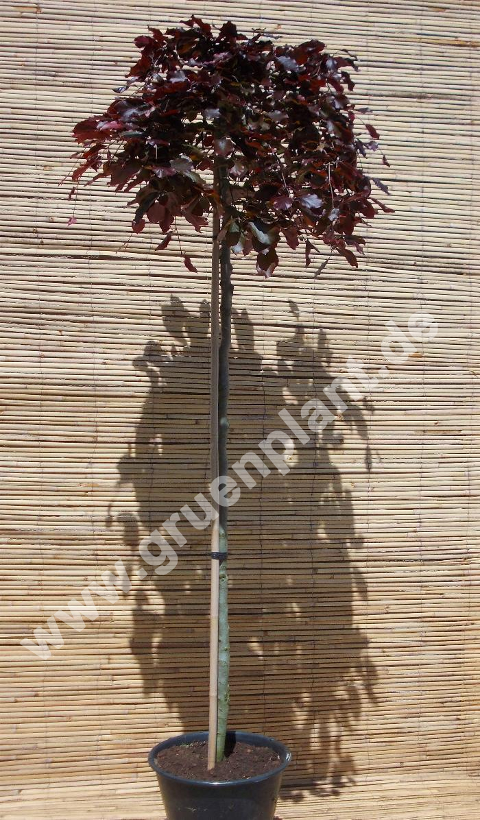Fagus sylvatica 'Purpurea Pendula' - Hnge-Blutbuchen Baum -  www.gruenplant.de