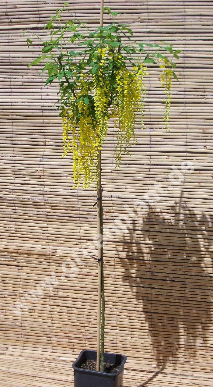Laburnum watereri 'Vossii' - Goldregen Pflanze-/Baum - www.gruenplant.de
