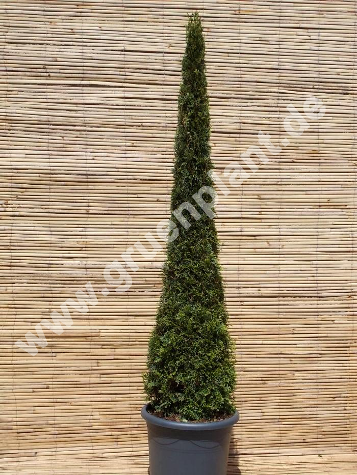 Thuja occidentalis 'Toscana' - Sulen Lebensbaum - Toskana -  www.gruenplant.de