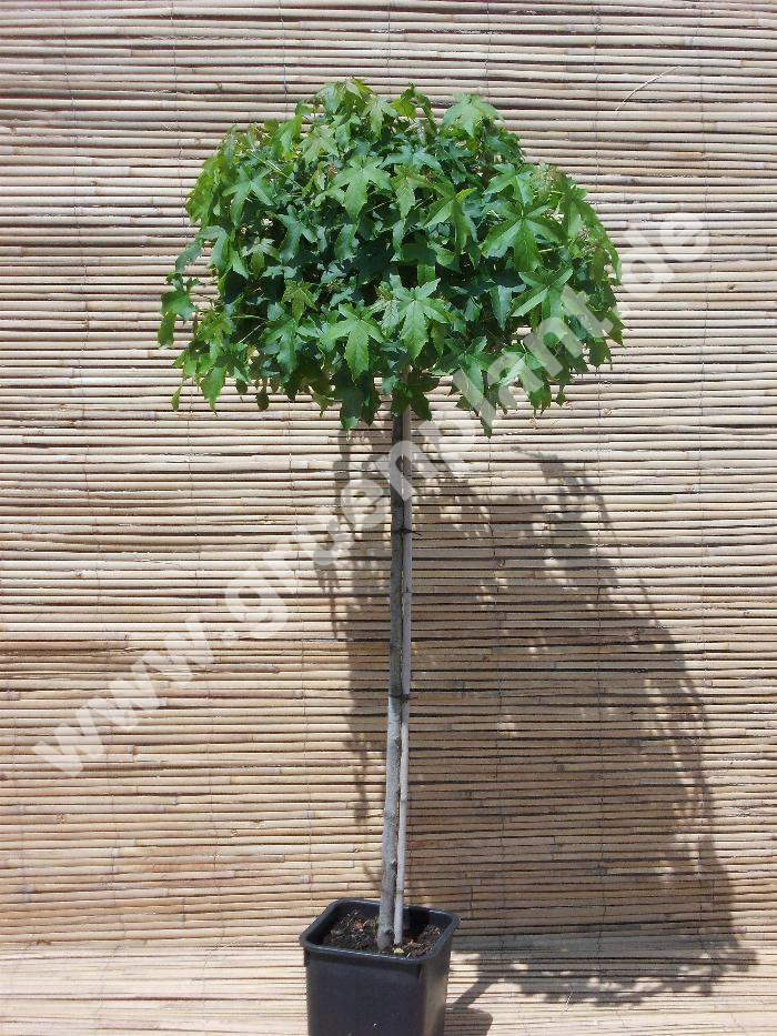 affenbrotbaum düngen Seedeo® Anzucht-Geschenkset Affenbrotbaum (Adansonia digitata)