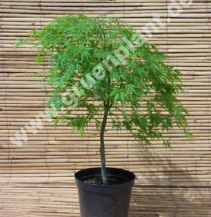 glücksbaum zimmerpflanze Glückskastanie mit geflochtenem Stamm - Pachira aquatica main image 0