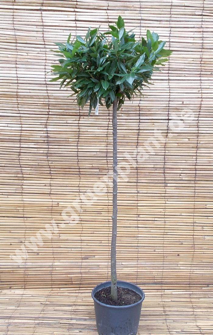 Prunus laurocerasus 'Otto Luyken' - Kirschlorbeer Pflanze-/Baum -  www.gruenplant.de